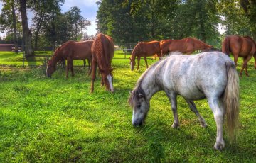 Kuivike-Appi - Näin teet tilauksen