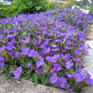 Konttorin pihan kevät