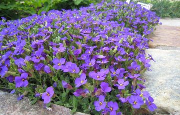 Konttorin pihan kevät