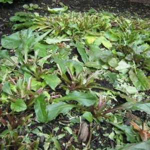 Robottileikkurin kosto