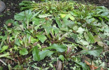 Robottileikkurin kosto