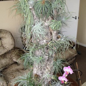 Laivaonnettomuus, josta tuli kasvisuku