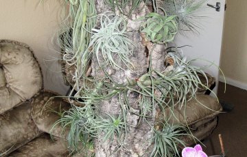 Laivaonnettomuus, josta tuli kasvisuku