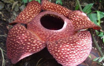 Raadontuoksuinen ennätyskukka