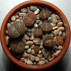 Kasvimaailmassa eläviä kiviä