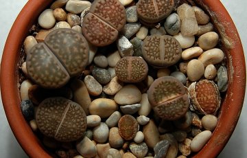 Kasvimaailmassa eläviä kiviä