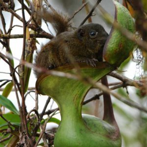 Oudot kasvifaktat – Biolanin kuivakäymälät ovat löytäneet vastineensa kasvimaailmasta