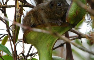 Oudot kasvifaktat – Biolanin kuivakäymälät ovat löytäneet vastineensa kasvimaailmasta
