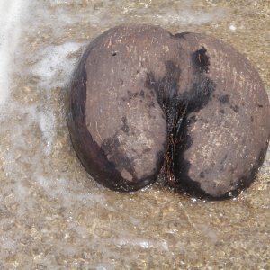 Seychellien kielletty hedelmä