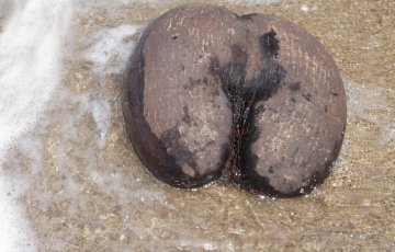 Seychellien kielletty hedelmä