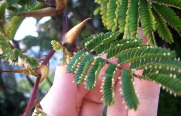 Akaasia ja sen pienet apulaiset