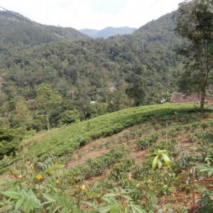 Huussituristi sademetsässä