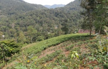 Huussituristi sademetsässä