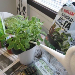 Yrteillä kevään tuoksua ikkunalle