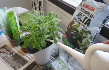 Yrteillä kevään tuoksua ikkunalle