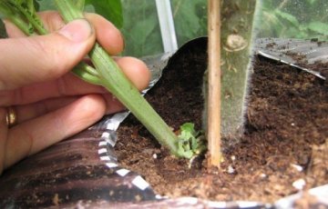 Tomaatin ja kurkun hoitotyöt kasvihuoneessa