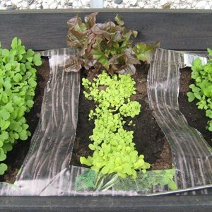 Helppoa salaatin kasvatusta säkissä