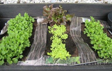 Helppoa salaatin kasvatusta säkissä