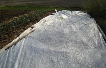 Perunan istutus harson alle toukokuussa