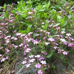 Inspiraatiota avoimista puutarhoista