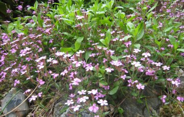 Inspiraatiota avoimista puutarhoista