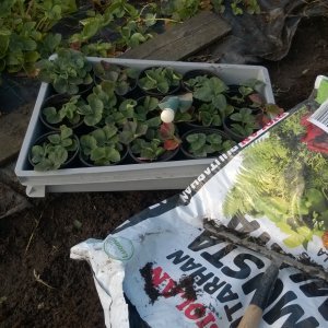 Uusia mansikan taimia rönsyistä