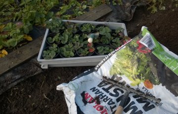 Uusia mansikan taimia rönsyistä