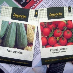 Tomaatin ja pesusienikurkun kylvö