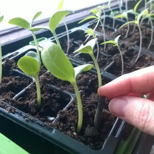 Itäneet taimet pian valoon