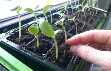 Itäneet taimet pian valoon