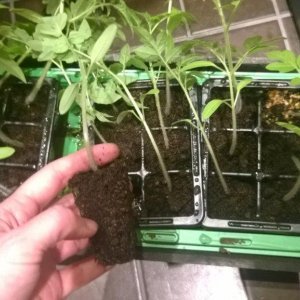 Tomaatin ja pesusienikurkun ruukutus