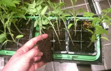 Tomaatin ja pesusienikurkun ruukutus