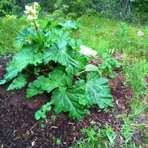 Raparperia ravinnekierrosta