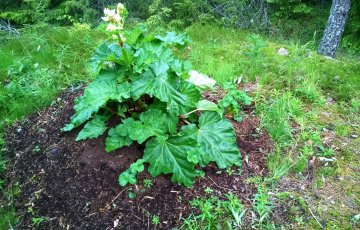 Raparperia ravinnekierrosta