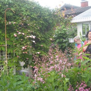 Avoimet puutarhat -satoa