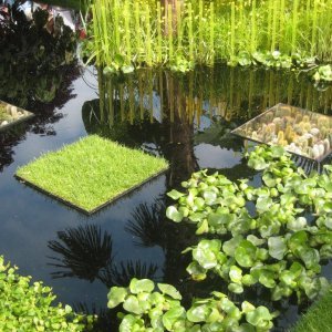 Chelsea Flower show 2015