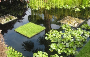 Chelsea Flower show 2015