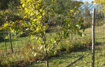 Rakenna puutarhaan jänisaita ja varjostuskehikot