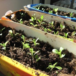 Valitse kylvömulta oikein