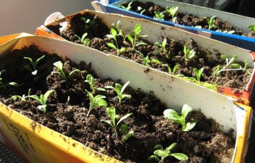 Valitse kylvömulta oikein