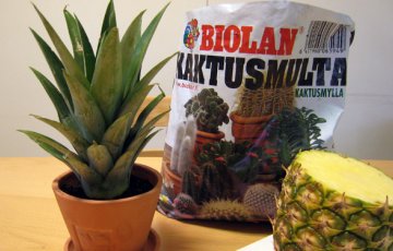 Ananas huonekasviksi