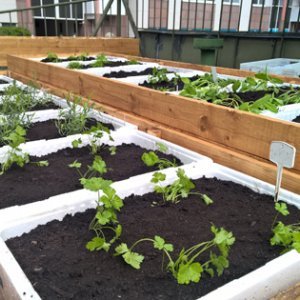 Murun kattopuutarhan istutus