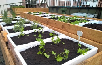 Murun kattopuutarhan istutus