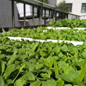 Murun kattopuutarha tuottaa jo satoa