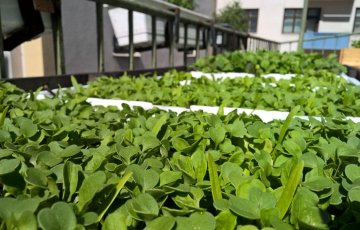 Murun kattopuutarha tuottaa jo satoa