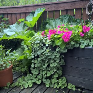 Vinkki kuinka kesäkukkien hoito sujuu helposti