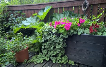 Vinkki kuinka kesäkukkien hoito sujuu helposti