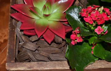 Jouluasetelmia kierrätyshengessä