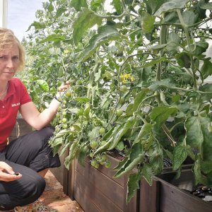 Tomaatin alalehtien poistaminen