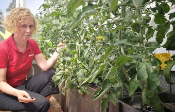 Tomaatin alalehtien poistaminen